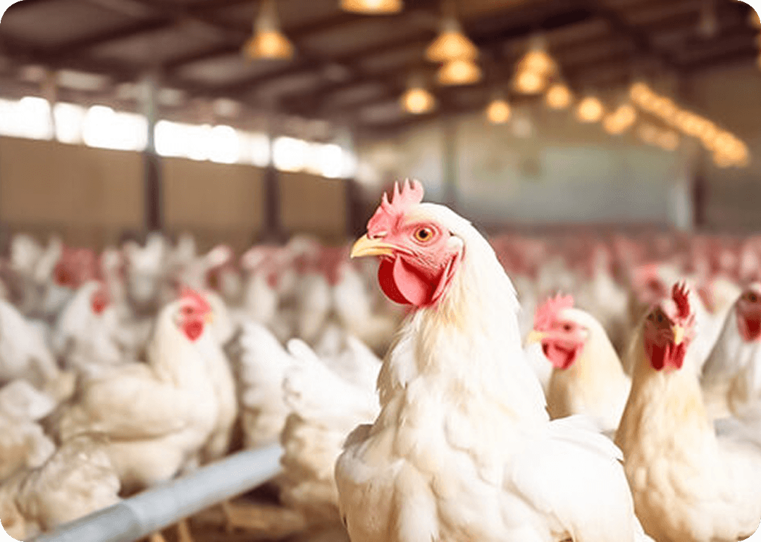 Chicken Farm
