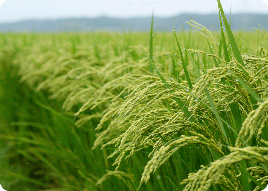 Rice Farm